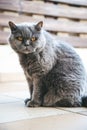 Portrait of british grey cat Royalty Free Stock Photo