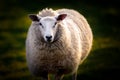 Portrait of British Sheep Royalty Free Stock Photo