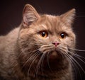 Portrait of british short hair cat Royalty Free Stock Photo