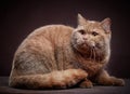 Portrait of british short hair cat Royalty Free Stock Photo
