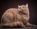 Portrait of british short hair cat Royalty Free Stock Photo