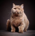Portrait of british short hair cat Royalty Free Stock Photo