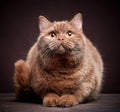 Portrait of british short hair cat Royalty Free Stock Photo