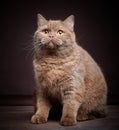 Portrait of british short hair cat Royalty Free Stock Photo