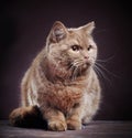 Portrait of british short hair cat Royalty Free Stock Photo