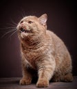 Portrait of british short hair cat Royalty Free Stock Photo