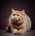 Portrait of british short hair cat Royalty Free Stock Photo