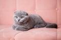 portrait of British short-haired eared grey cat sitting on a pink couch and looking at camera. kitten with bright eyes Royalty Free Stock Photo