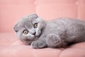 portrait of British short-haired eared grey cat sitting on a pink couch and looking at camera. kitten with bright eyes Royalty Free Stock Photo