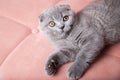 portrait of British short-haired eared grey cat sitting on a pink couch and looking at camera. kitten with bright eyes Royalty Free Stock Photo