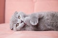 portrait of British short-haired eared grey cat sitting on a pink couch and looking at camera. kitten with bright eyes Royalty Free Stock Photo