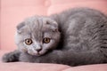 portrait of British short-haired eared grey cat sitting on a pink couch and looking at camera. kitten with bright eyes Royalty Free Stock Photo