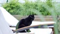 Portrait of British Shorthair black cat on the armchair Royalty Free Stock Photo