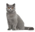 Portrait of British Shorthair cat Royalty Free Stock Photo