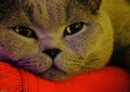 Portrait british shorthair cat Royalty Free Stock Photo