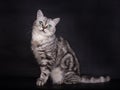 Portrait British Shorthair Cat, on black Royalty Free Stock Photo