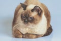 Portrait of the British Shorthair cat