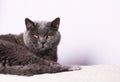 Portrait british shorthair cat with orange eyes Royalty Free Stock Photo