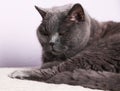 British shorthair cat with orange eyes, pet Royalty Free Stock Photo