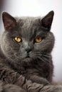 British shorthair cat with orange eyes, pet Royalty Free Stock Photo