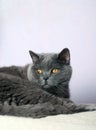 British shorthair cat with orange eyes, pet Royalty Free Stock Photo