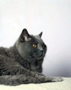 Portrait british shorthair cat with orange eyes Royalty Free Stock Photo