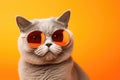 Portrait British Shorthair Cat With Sunglasses Orange Background Royalty Free Stock Photo