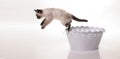 Portrait of British Shorthair cat Royalty Free Stock Photo