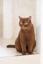 British shorthair cats at house Royalty Free Stock Photo