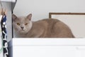 British shorthair cats at house Royalty Free Stock Photo