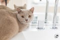 British shorthair cats at house Royalty Free Stock Photo