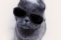 Portrait of British shorthair gray cat wearing sunglasses closeup Royalty Free Stock Photo