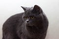 Portrait of British shorthair grey cat with big wide face on Isolated Black background, Royalty Free Stock Photo