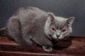 Portrait of British shorthair grey cat with big wide face on Isolated Black background, front view Royalty Free Stock Photo