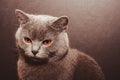 Portrait of British shorthair grey cat with big wide face on Isolated Black background, front view Royalty Free Stock Photo