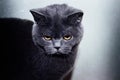 Portrait of British shorthair grey cat with big wide face on Isolated Black background, Royalty Free Stock Photo