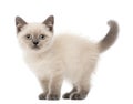 Portrait of British Shorthair Kitten Royalty Free Stock Photo