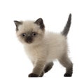 Portrait of British Shorthair Kitten Royalty Free Stock Photo