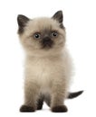 Portrait of British Shorthair Kitten Royalty Free Stock Photo