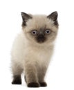 Portrait of British Shorthair Kitten Royalty Free Stock Photo