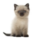 Portrait of British Shorthair Kitten Royalty Free Stock Photo