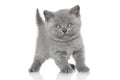 Portrait of British shorthair kitten Royalty Free Stock Photo