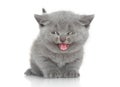 Portrait of British shorthair kitten Royalty Free Stock Photo