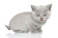 Portrait of British shorthair kitten Royalty Free Stock Photo