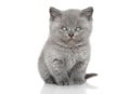 Portrait of British shorthair kitten Royalty Free Stock Photo