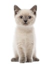 Portrait of British Shorthair Kitten sitting Royalty Free Stock Photo