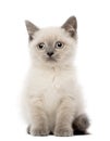 Portrait of British Shorthair Kitten sitting Royalty Free Stock Photo