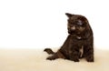 Portrait of British Shorthair Kitten sitting, black tortie color. Royalty Free Stock Photo