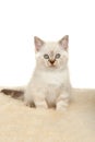 Portrait of British Shorthair Kitten sitting, color point color. Royalty Free Stock Photo