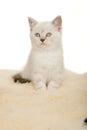 Portrait of British Shorthair Kitten sitting, color point color. Royalty Free Stock Photo